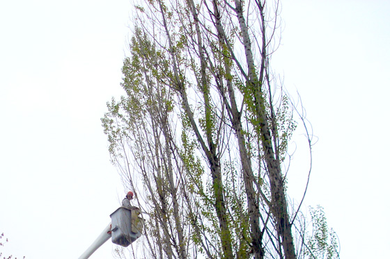 Large Tree Removal