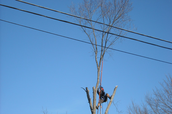 Professional Tree Remover